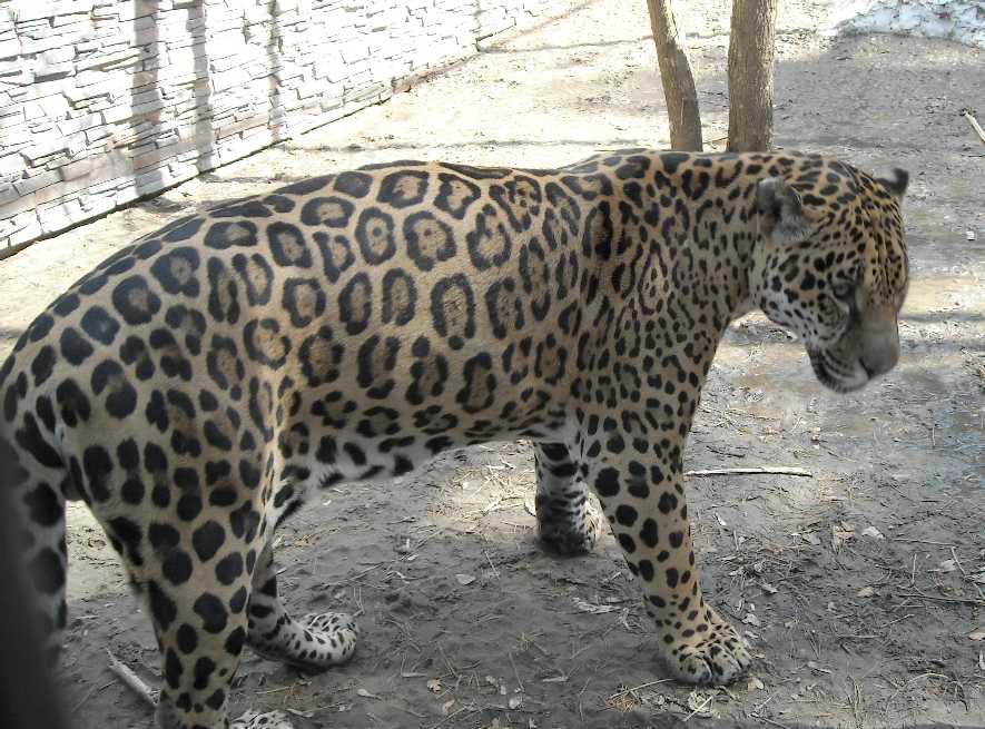  - Panthera onca  ( 3588) 