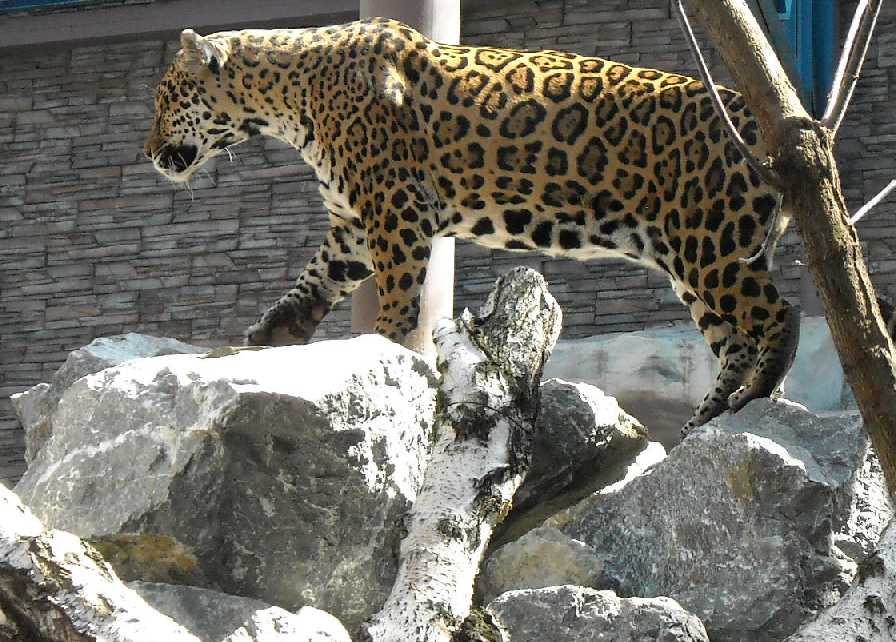  - Panthera onca  ( 3601) 