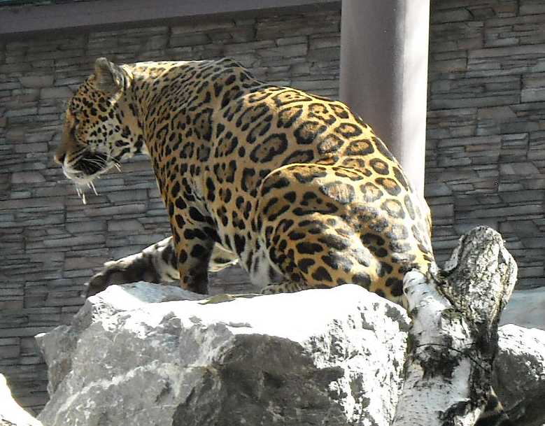  - Panthera onca  ( 3602) 
