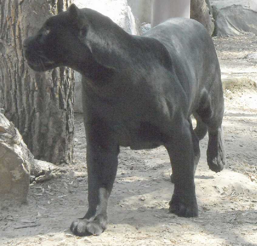   - Panthera onca  ( 3604) 