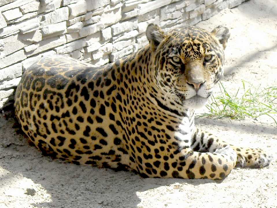  - Panthera onca  ( 3817) 