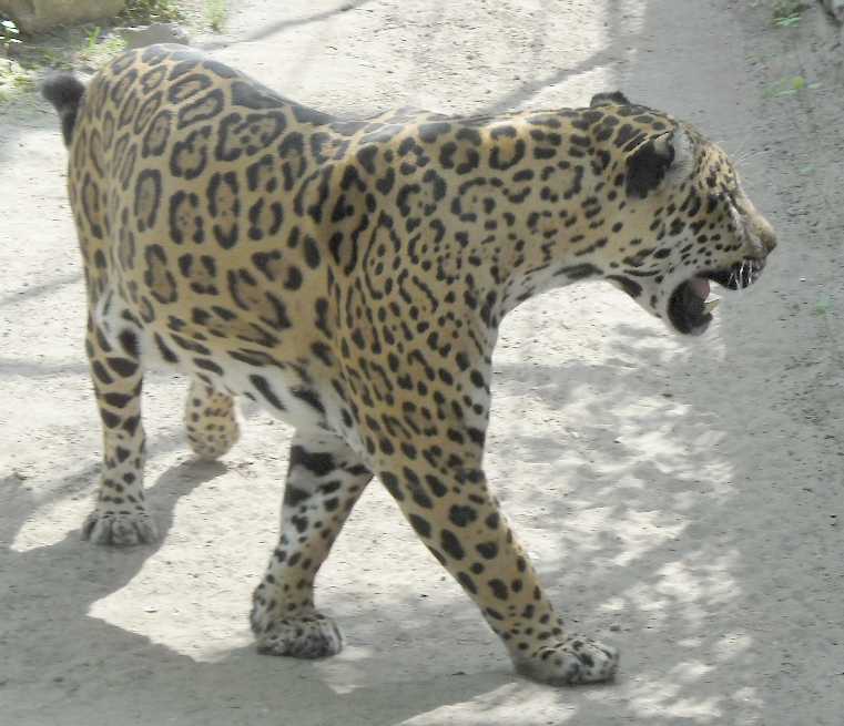  - Panthera onca  ( 3820) 
