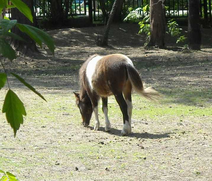   - Equus caballus  ( 3831) 
