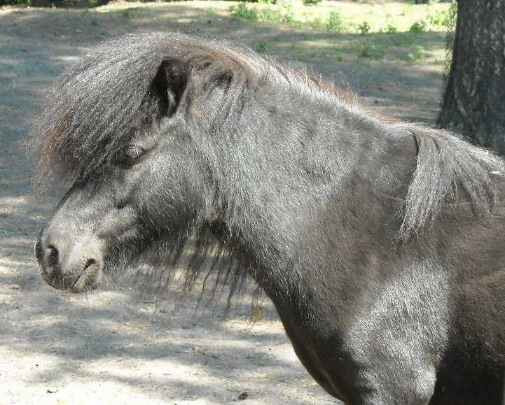   - Equus caballus  ( 3860) 