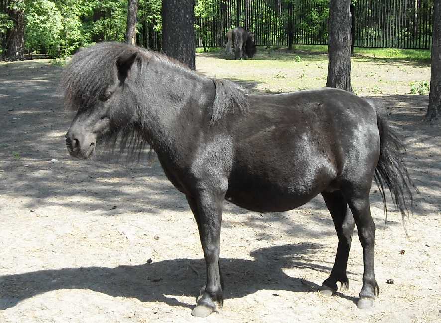   - Equus caballus  ( 3861) 