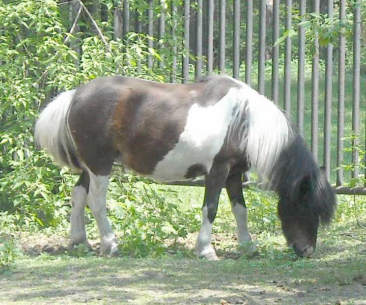  - Equus caballus  ( 3865) 