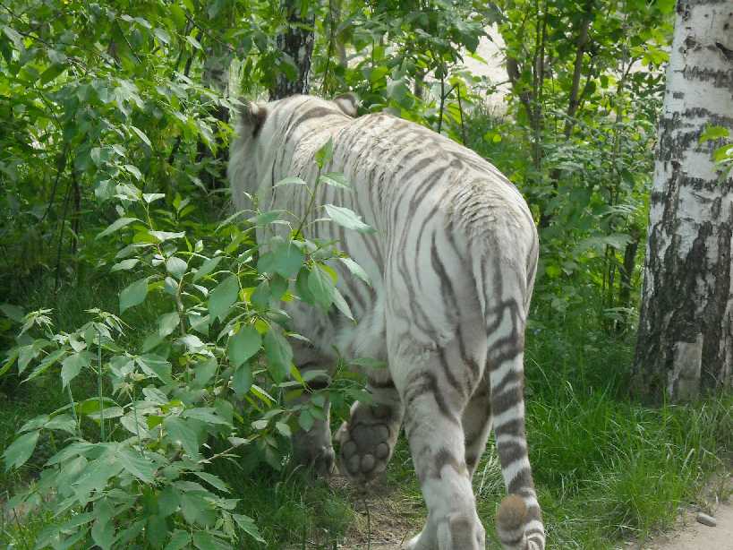     - Panthera tigris tigris var.alba  ( 3900) 