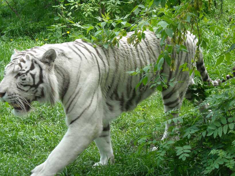     - Panthera tigris tigris var.alba  ( 3901) 