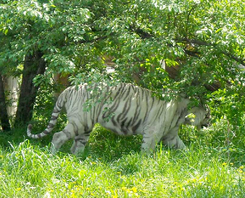     - Panthera tigris tigris var.alba  ( 3909) 