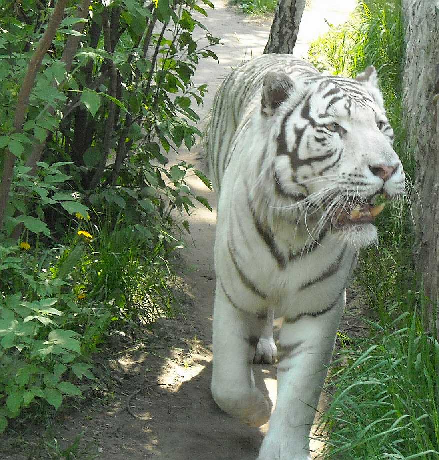     - Panthera tigris tigris var.alba  ( 3911) 