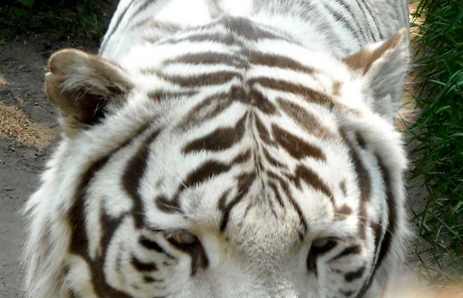     - Panthera tigris tigris var.alba  ( 3912) 
