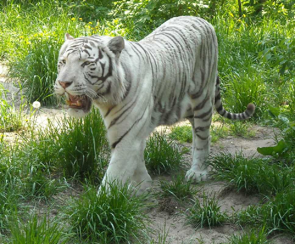     - Panthera tigris tigris var.alba  ( 3913) 
