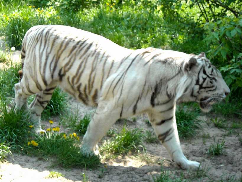     - Panthera tigris tigris var.alba  ( 3914) 
