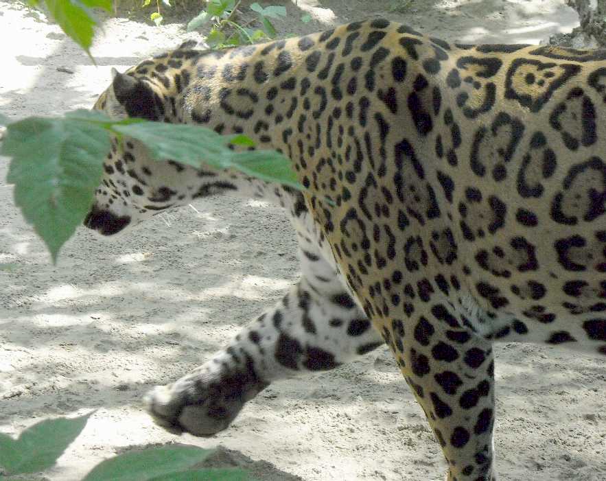  - Panthera onca  ( 4117) 