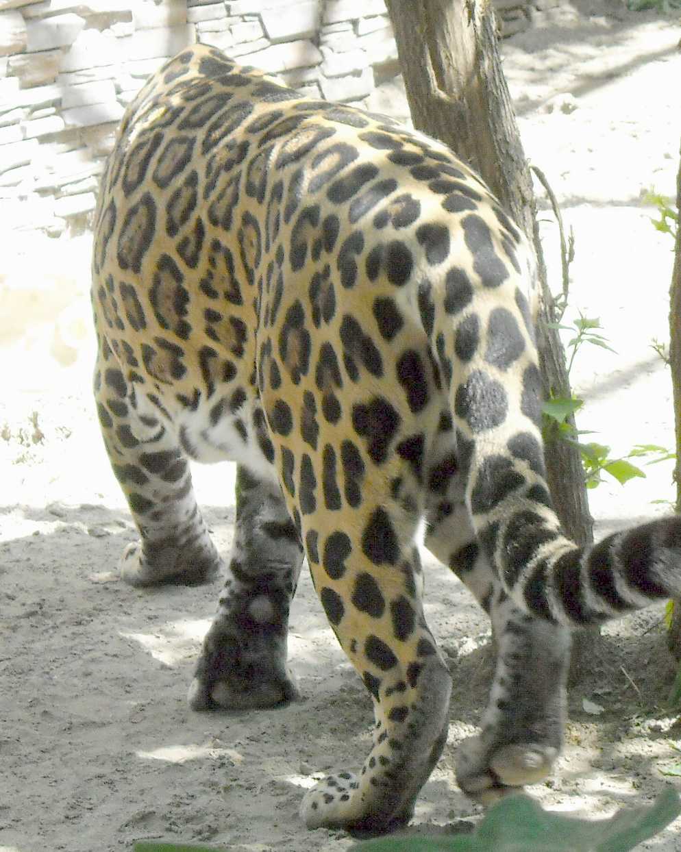  - Panthera onca  ( 4118) 