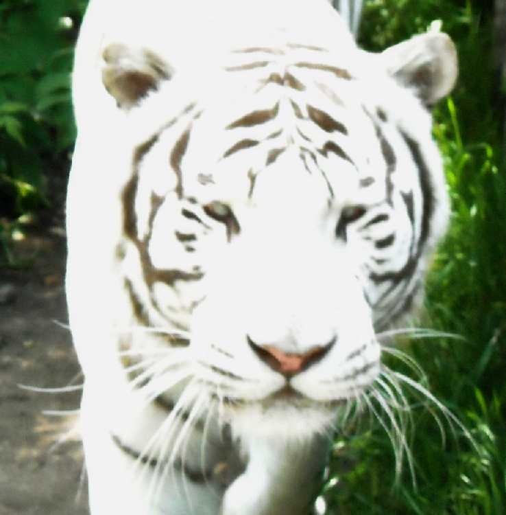     - Panthera tigris tigris var.alba  ( 4133) 