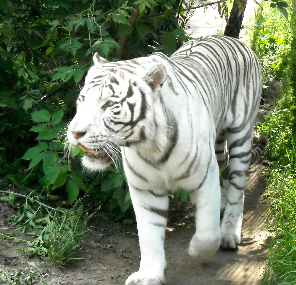     - Panthera tigris tigris var.alba  ( 4134) 