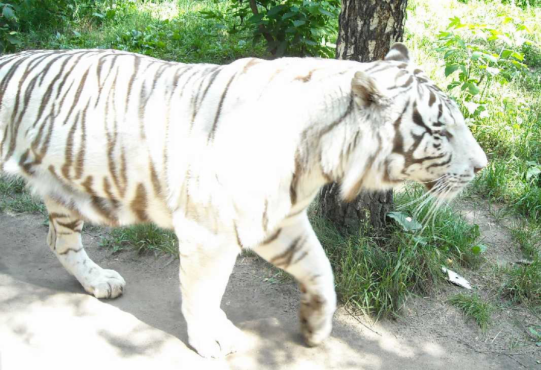     - Panthera tigris tigris var.alba  ( 4135) 
