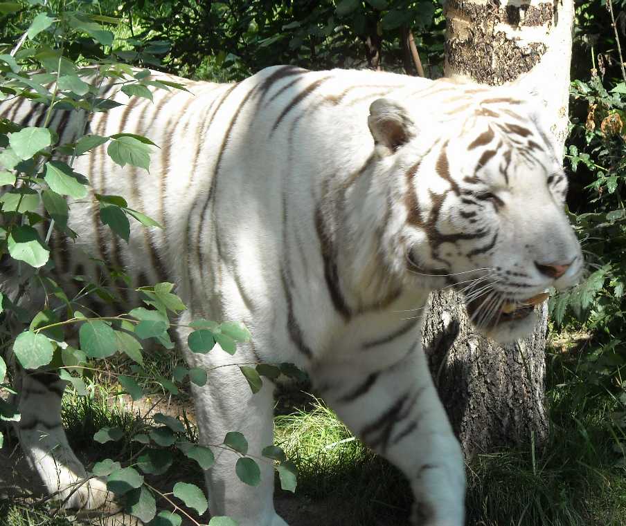     - Panthera tigris tigris var.alba  ( 4136) 