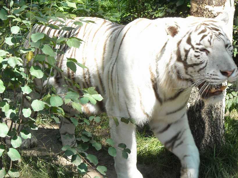     - Panthera tigris tigris var.alba  ( 4137) 