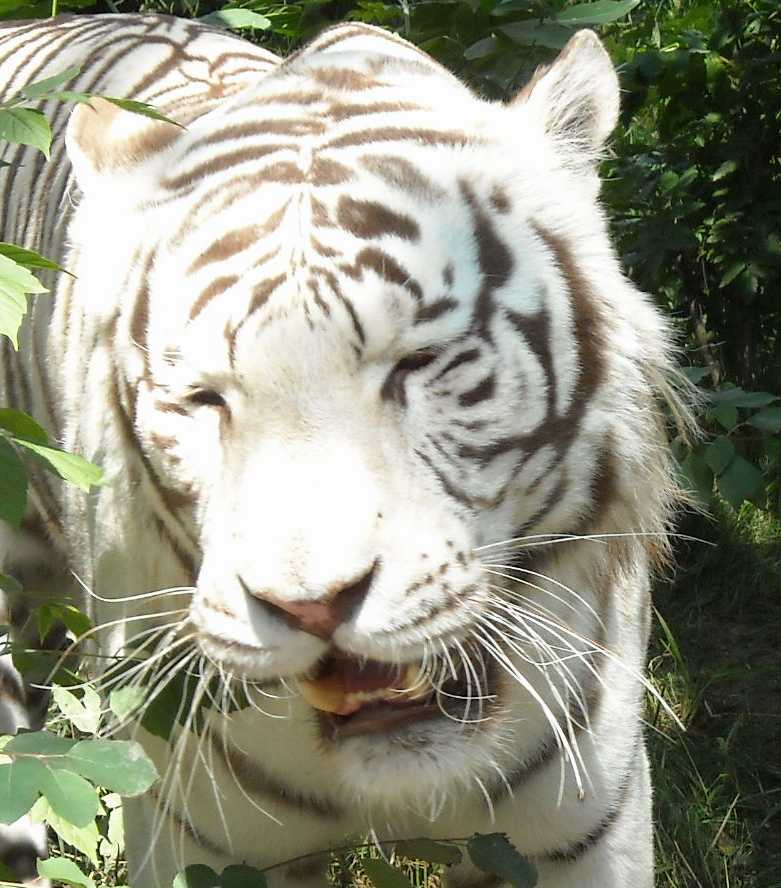     - Panthera tigris tigris var.alba  ( 4138) 