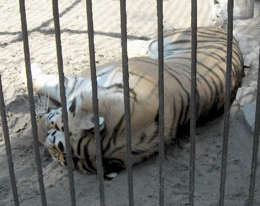   - Panthera tigris altaica  ( 4178) 