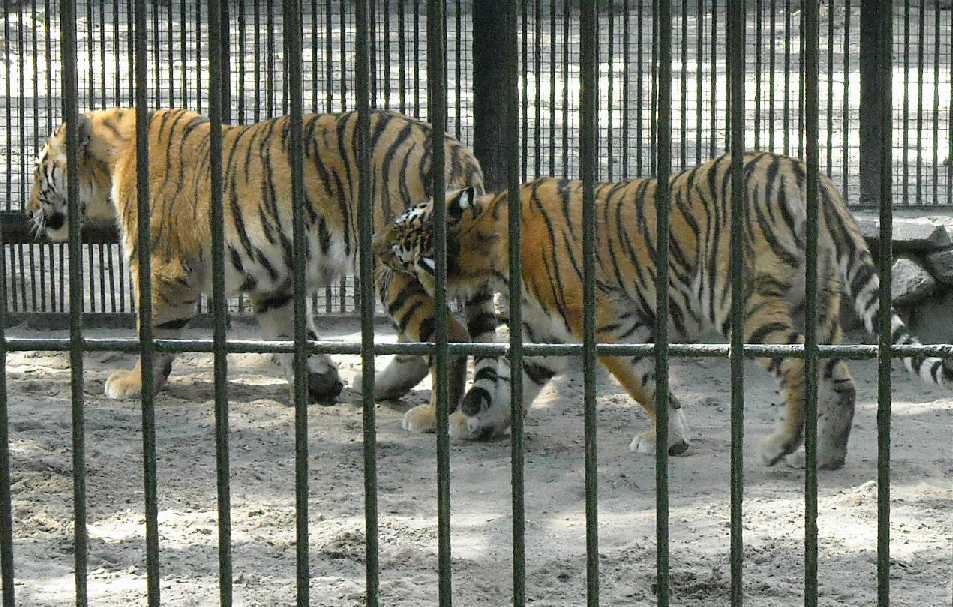   - Panthera tigris altaica  ( 4245) 
