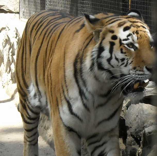   - Panthera tigris altaica  ( 4246) 