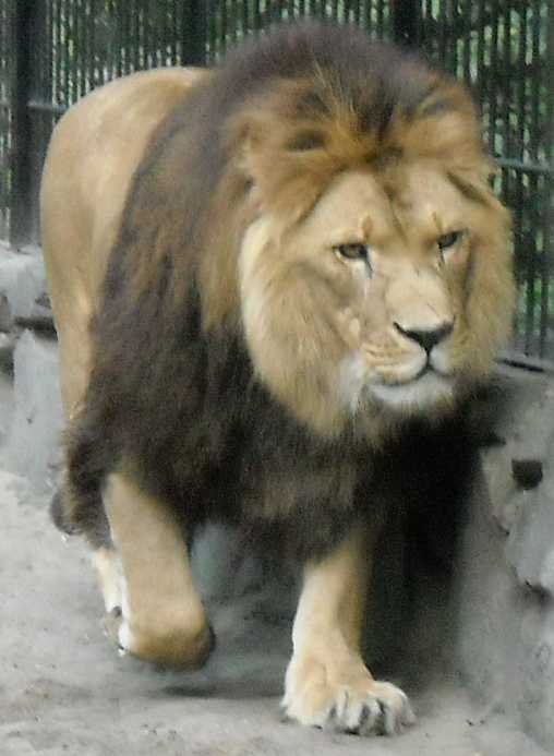   - Panthera leo  ( 4261) 