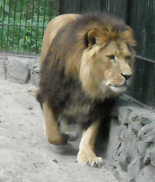  - Panthera leo  ( 4264) 