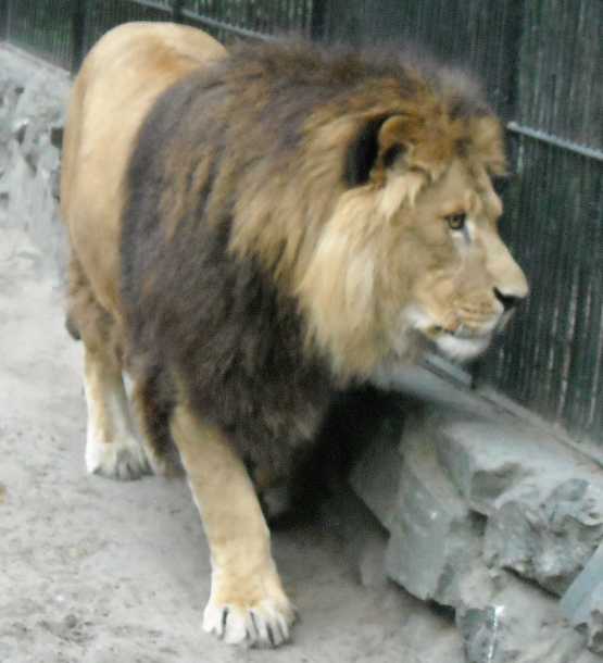  - Panthera leo  ( 4265) 