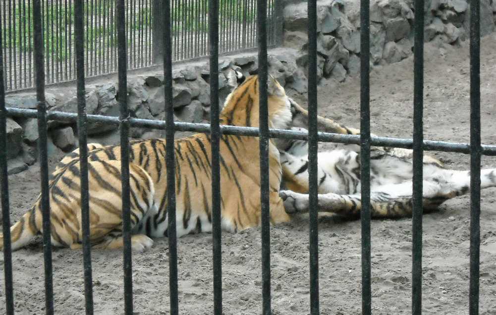   - Panthera tigris altaica  ( 4266) 