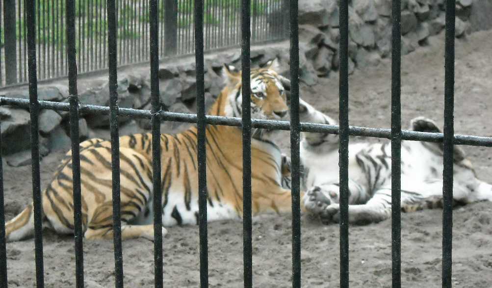   - Panthera tigris altaica  ( 4267) 