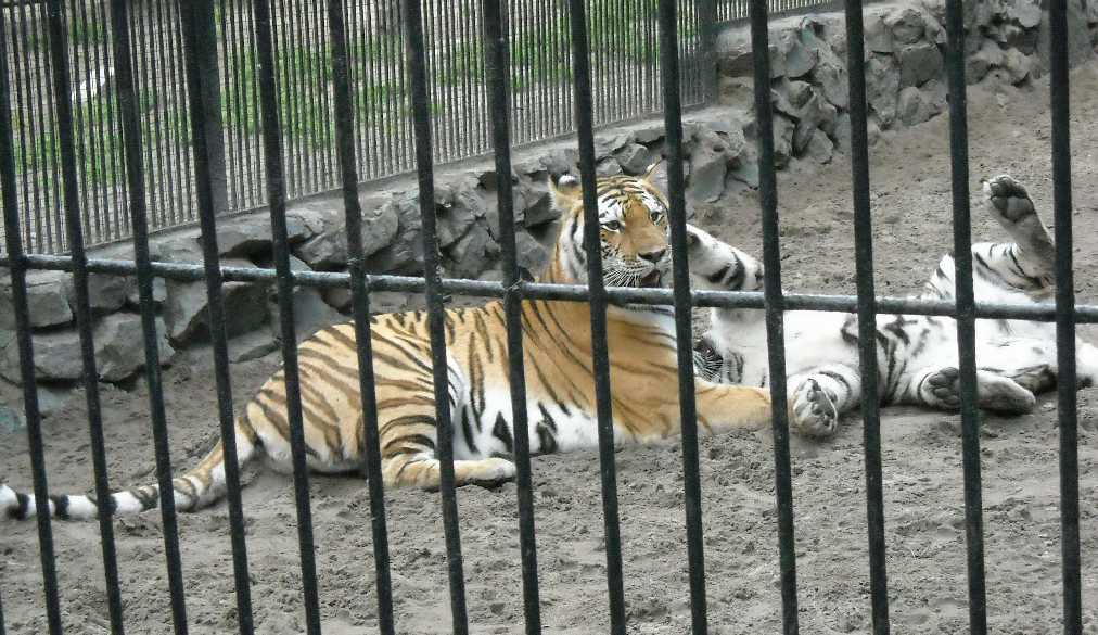   - Panthera tigris altaica  ( 4268) 