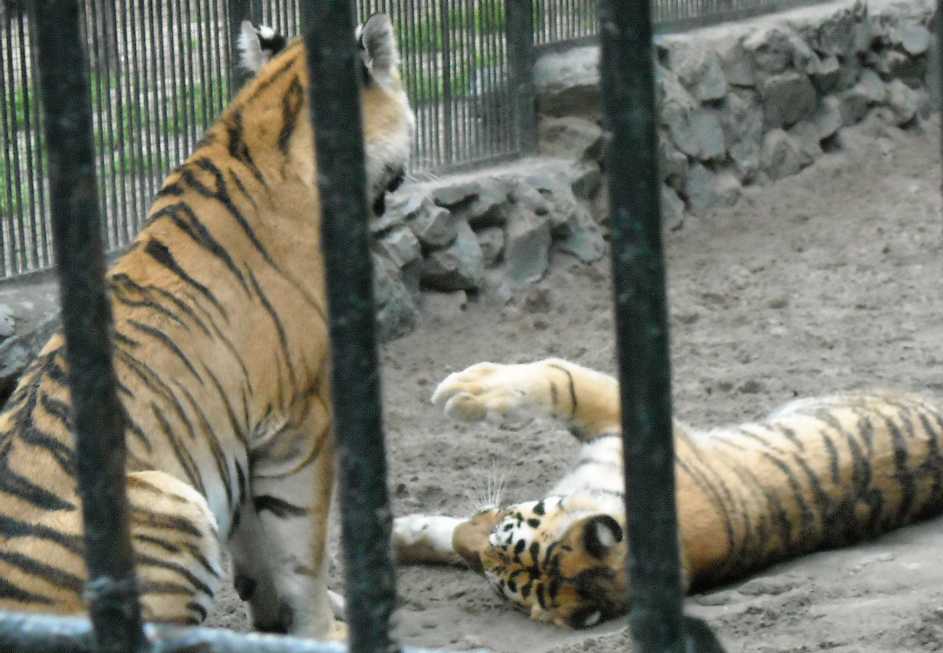   - Panthera tigris altaica  ( 4269) 