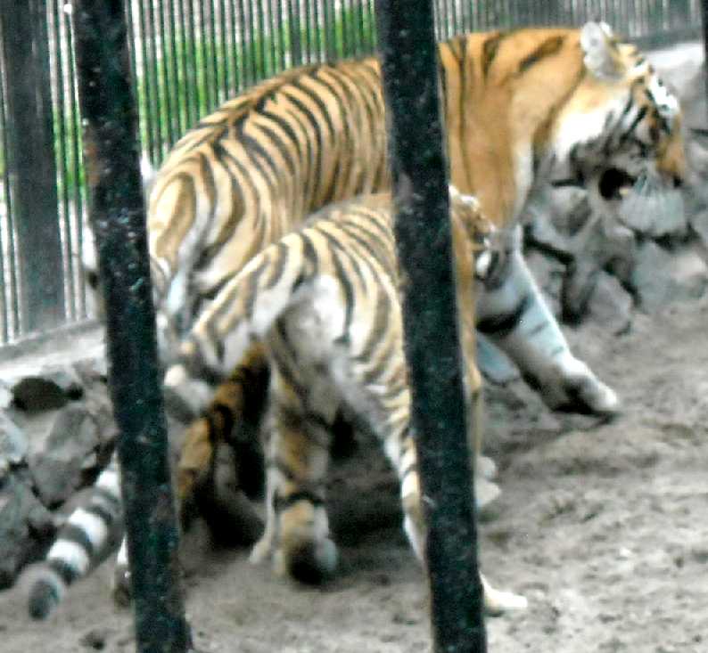   - Panthera tigris altaica  ( 4270) 