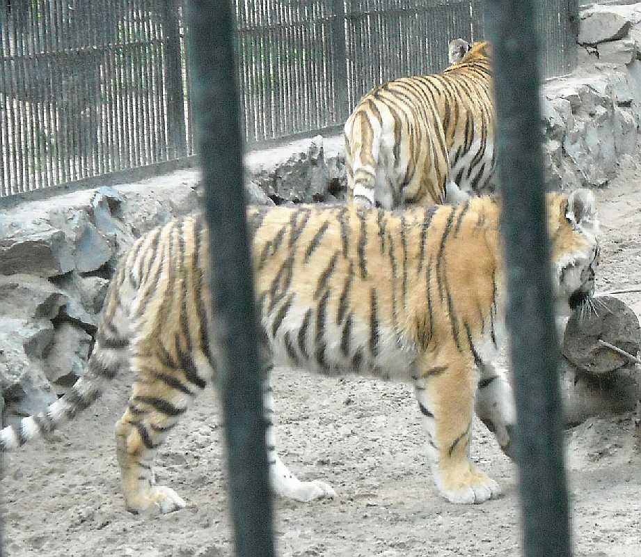   - Panthera tigris altaica  ( 4271) 
