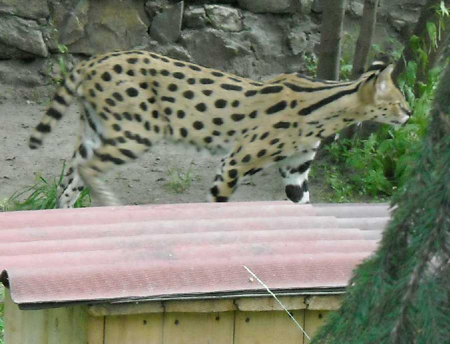 - Felis serval  ( 4340) 