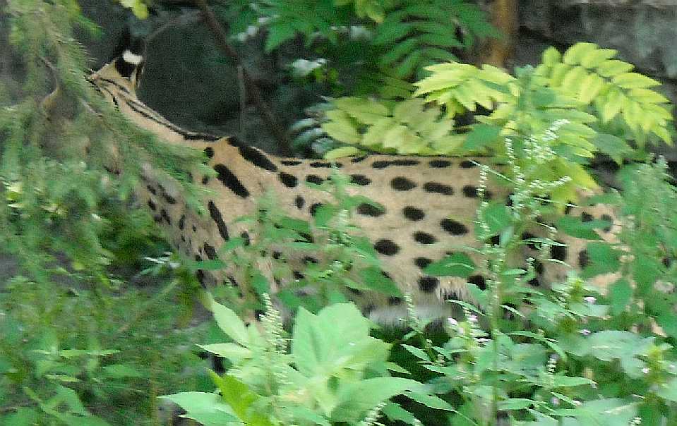  - Felis serval  ( 4341) 