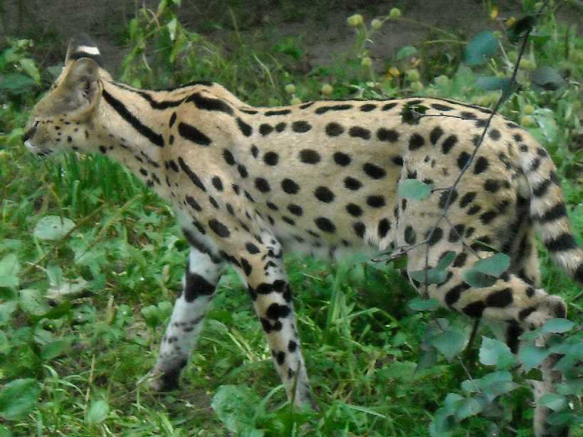  - Felis serval  ( 4345) 