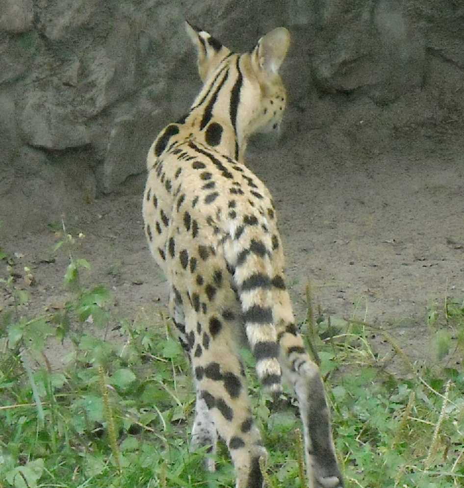  - Felis serval  ( 4346) 