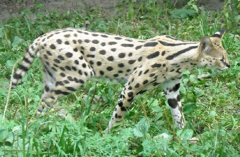  - Felis serval  ( 4348) 