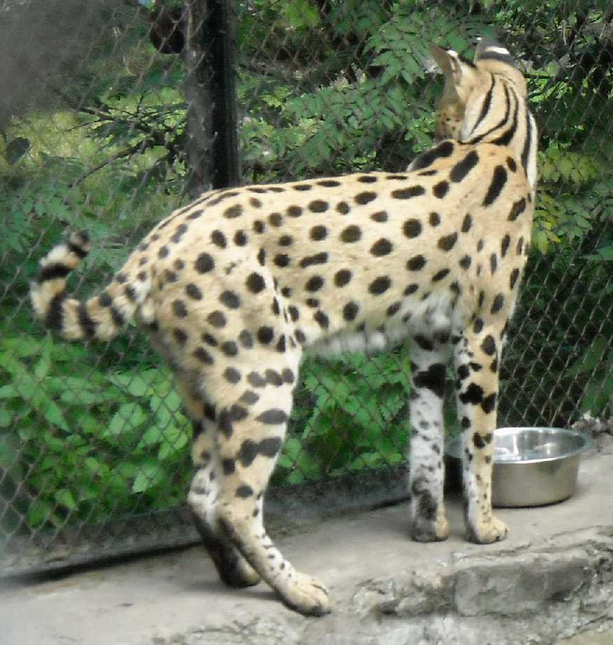  - Felis serval  ( 4349) 