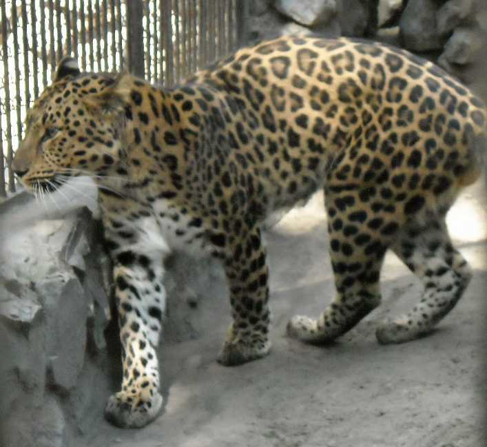   - Panthera pardus orientalis  ( 4440) 