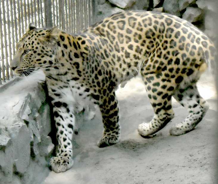   - Panthera pardus orientalis  ( 4441) 