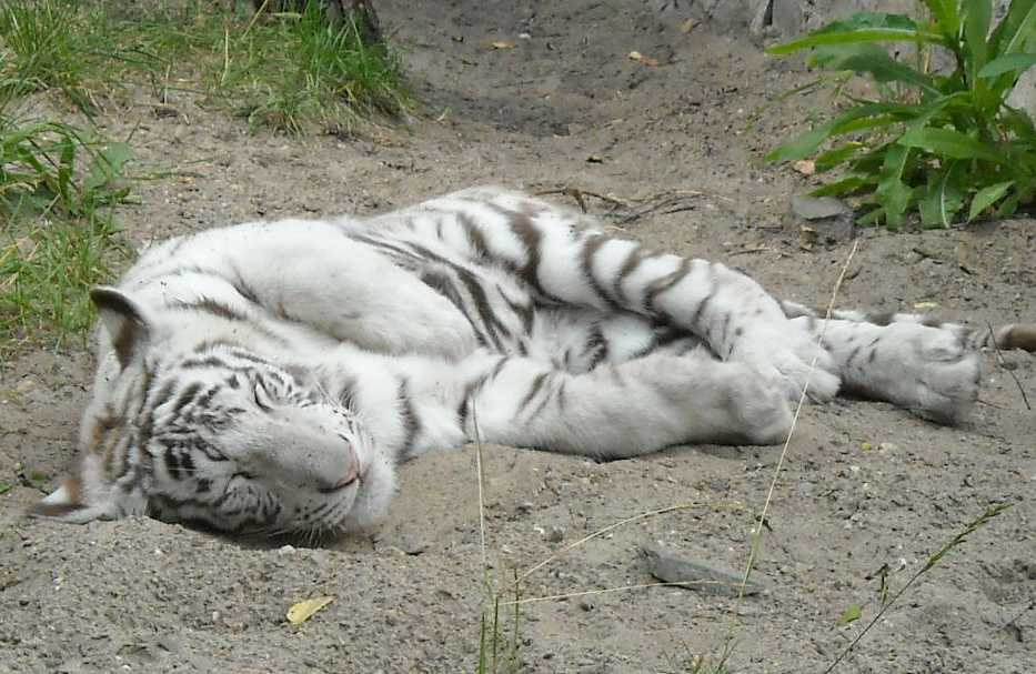     - Panthera tigris tigris var.alba  ( 4450) 