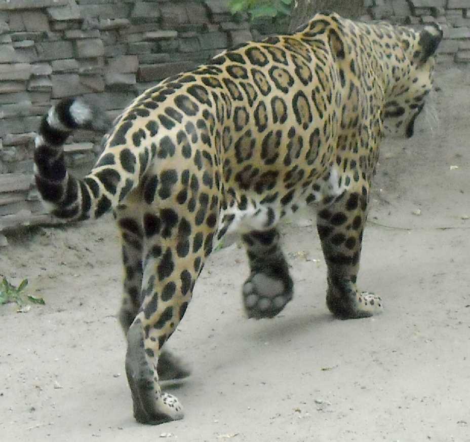  - Panthera onca  ( 4463) 