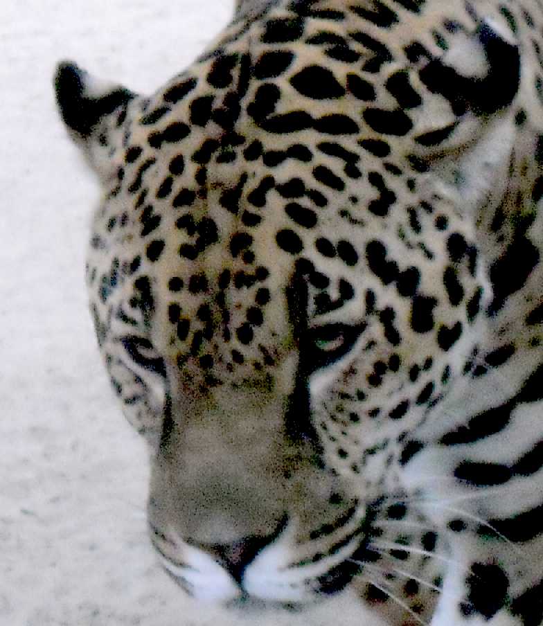  - Panthera onca  ( 4465) 