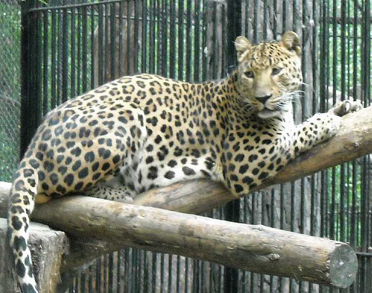   - Panthera pardus orientalis  ( 4467) 