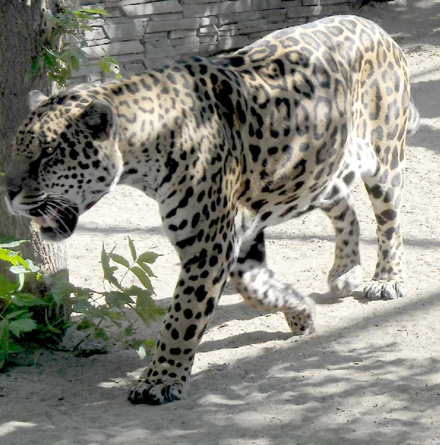  - Panthera onca  ( 4536) 
